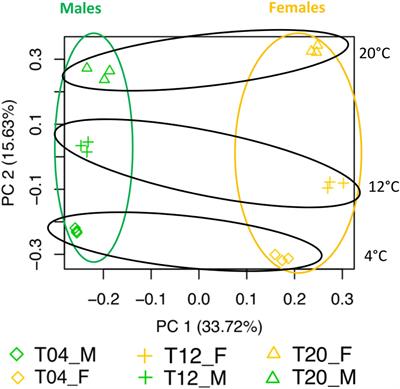 Temperature Modulates Sex-Biased Gene Expression in the Gametophytes of the Kelp Saccharina latissima